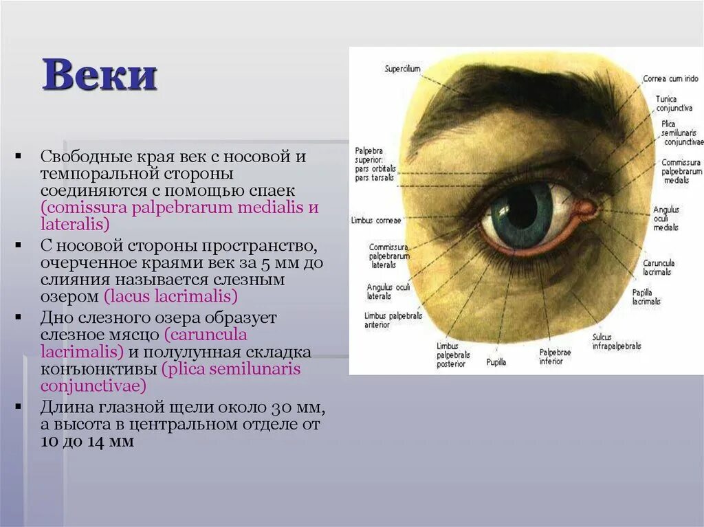 Орган зрения тест 8 класс биология. Орган зрения анатомия презентация. Строение органа зрения. Строение органа зрения 8 класс анатомия. Анатомия органа зрения офтальмология презентация.