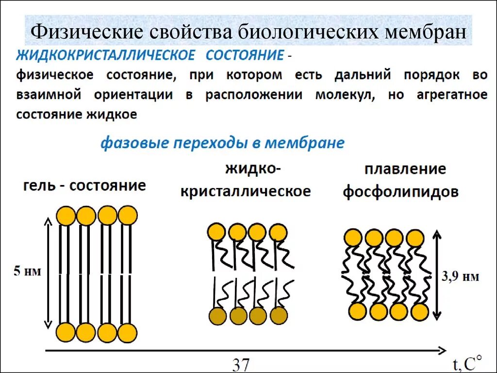 Какие компоненты способствуют сохранению текучести мембраны
