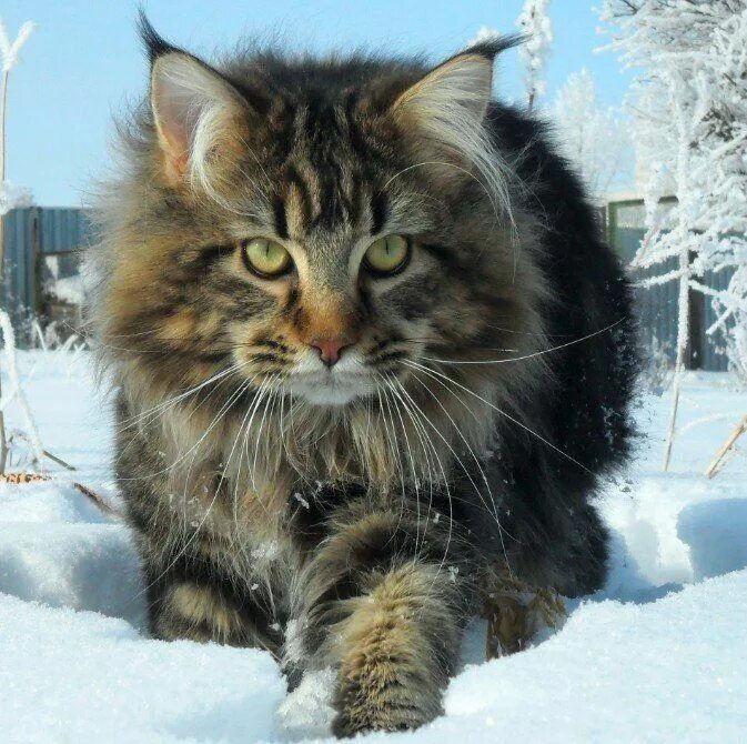 Сибирский кот и мейн кун. Лесной кот мейн кун. Сибирская кошка в год. Сибирский лесной кот. Сибирский кот окрас табби.