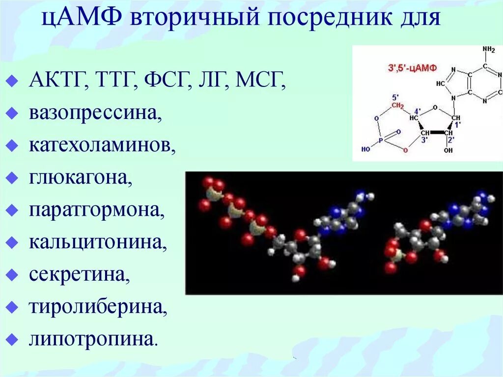 Соматотропин глюкагон. Вторичные посредники гормонов биохимия. Циклический 3 5 аденозинмонофосфат. ЦАМФ И гормоны. Эффекты ЦАМФ биохимия.