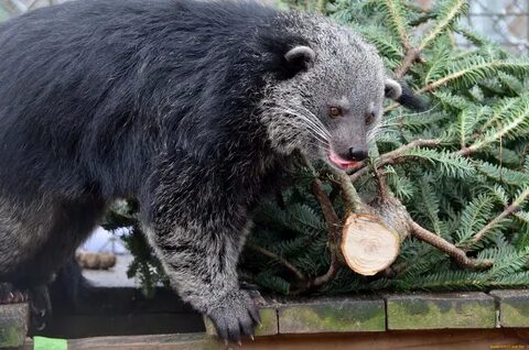 Кошачий медведь