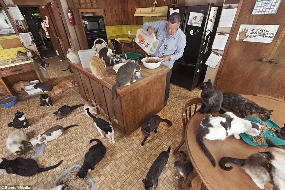 квартиры можно с животными. разные домашние животные в квартире. домашние животные в городской квартире. квартиры можно с животными. породы собак для квартиры.