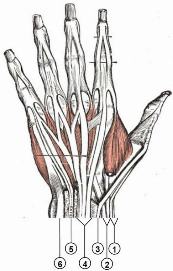 Связки на руке. Сухожилия разгибателей кисти. Сухожилия разгибателей пальцев анатомия. Сухожилия сгибателей пальцев кисти анатомия. Thenar анатомия.