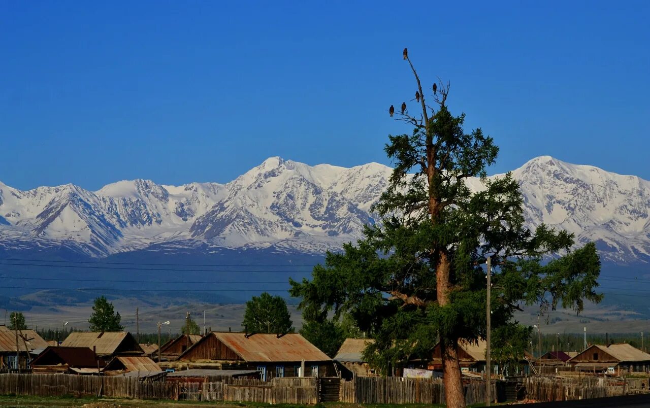 Курай кош агачский район