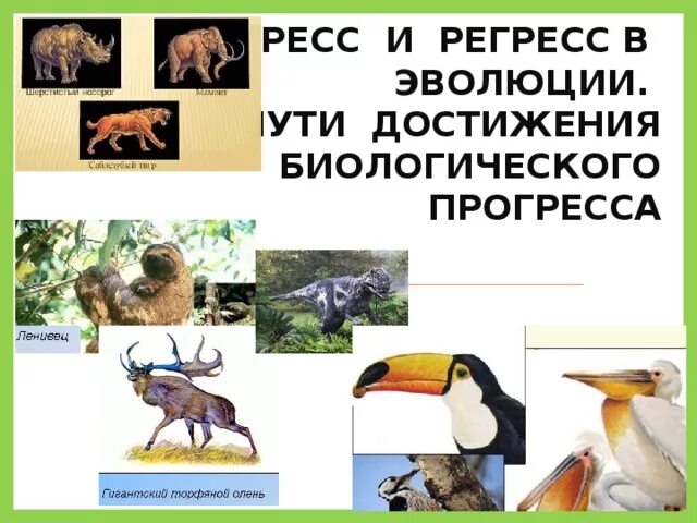 Виды регресса животных