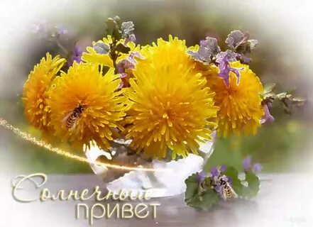 Доброе утро и хорошего солнечного дня картинки