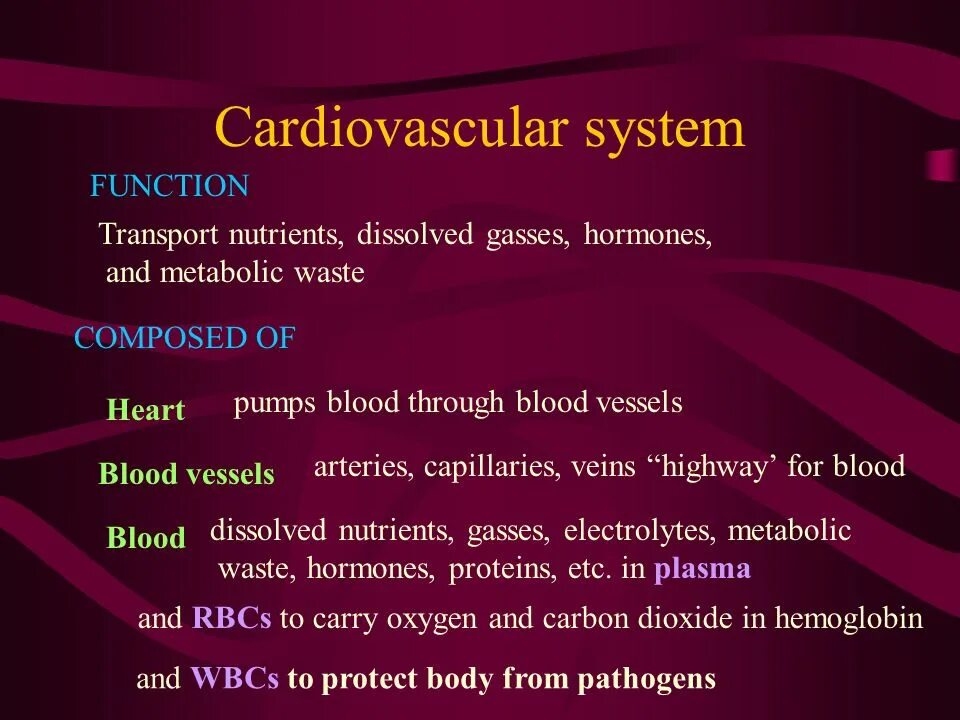 The cardiovascular System function. Cardio System. The cardiovascular System 1. Cardiovascular system