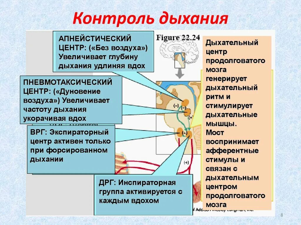 Метод дыхания жизни. Контроль дыхания. Методы контроля за дыхательной системой. Произвольный контроль дыхания. Как контролировать дыхание.