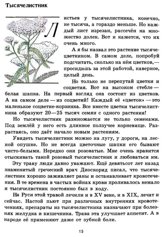 книга зелёные страницы 2 тысячелистник. книга щеленыестраницы. цикорий зеленые страницы плешаков. иллюстрация к книге плешаков зеленые страницы. цикорий зеленые страницы плешаков.