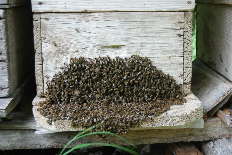 Роение пчел в улье. Пчелиный Рой в роевне. Пчелы роятся. Рой улей.