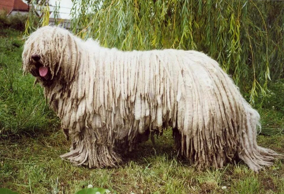 Hairy doggy. Комондор. Волосатая собака. Большая волосатая собака. Большие волосатые собаки.