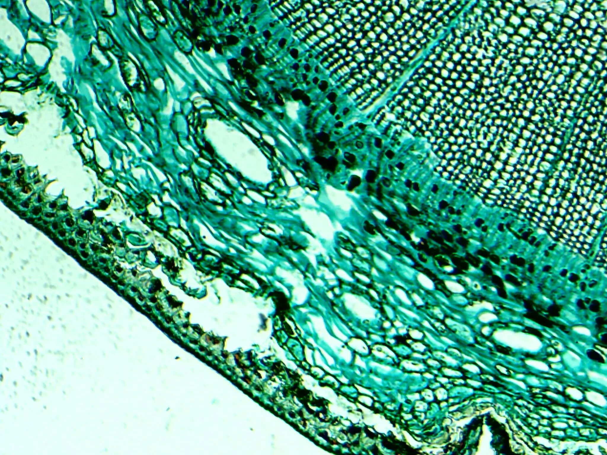 Микро клеток. Мультифотонная микроскопия. Клетки гемолимфы микроскоп. Мембрана биология микроскоп. Wood Dicotyledon микроскоп.