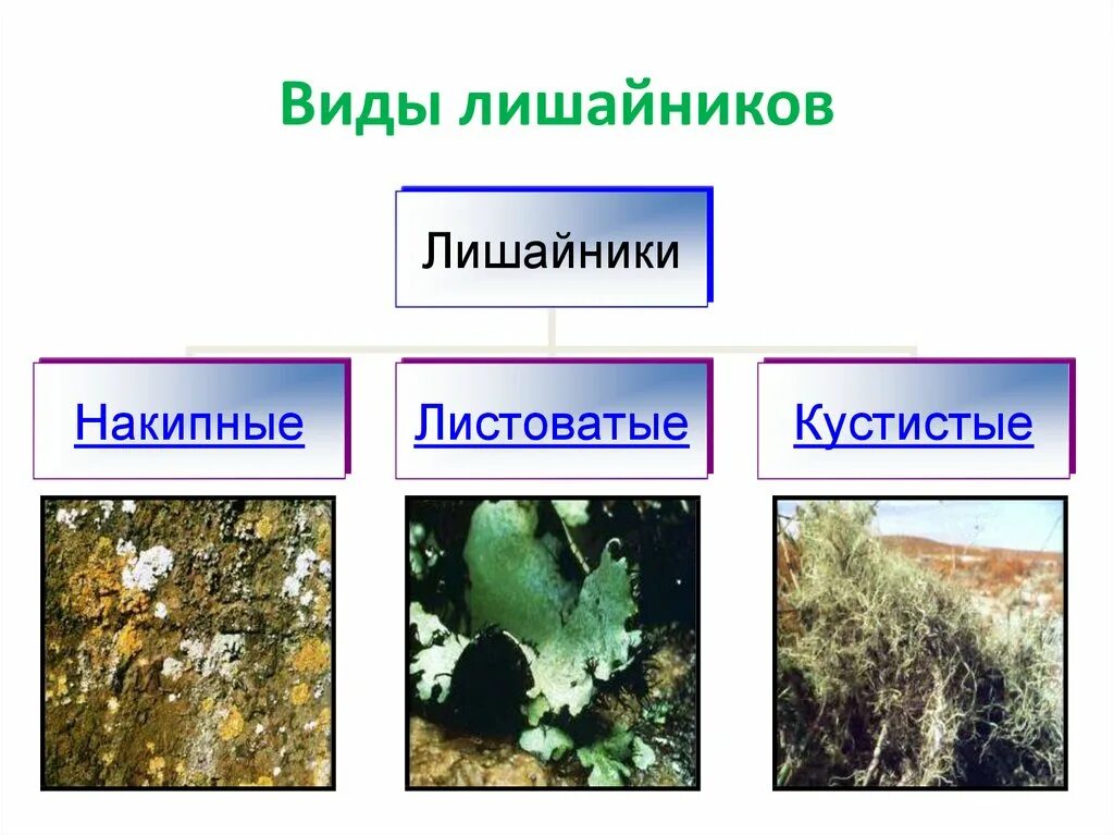 2 типа лишайников. Кладонии представители накипных лишайников. Лишайники накипные 7 класс биология. Виды накипных лишайников. Видовое разнообразие лишайников.