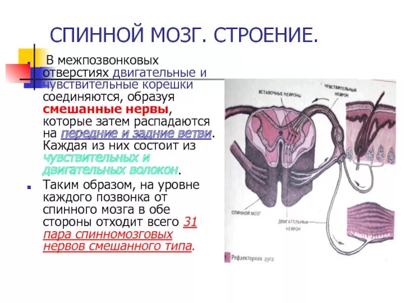 Входят в состав задних корешков спинного мозга. Функции передних и задних Корешков спинного мозга. Функции передних Корешков спинного мозга. Передние корешки спинного мозга двигательные чувствительные. Задние корешки спинного мозга функции.