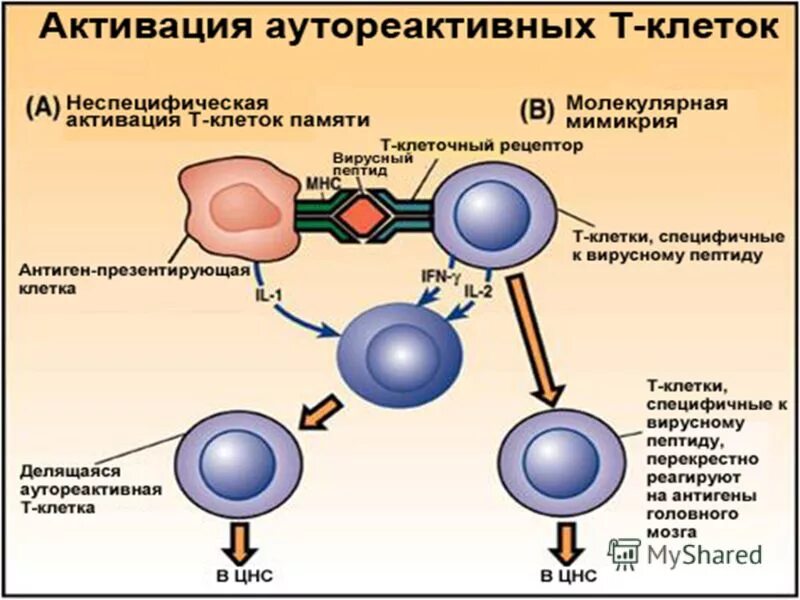 Т клетки памяти иммунология. Активация в лимфоцитов. Активация лимфоцита это иммунология. Активация в клеток. Т клетки образуются