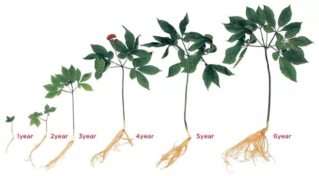 Возрасти корень. Женьшень рост. Ростки женьшеня. Женьшень растет. Женьшень первый год.