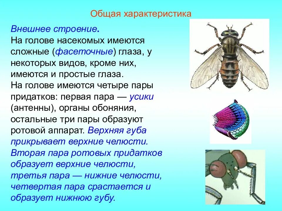 Общая характеристика насекомых. Общие признаки внешнего строения насекомых. Основные черты класса насекомые. Класс насекомые внешнее строение.