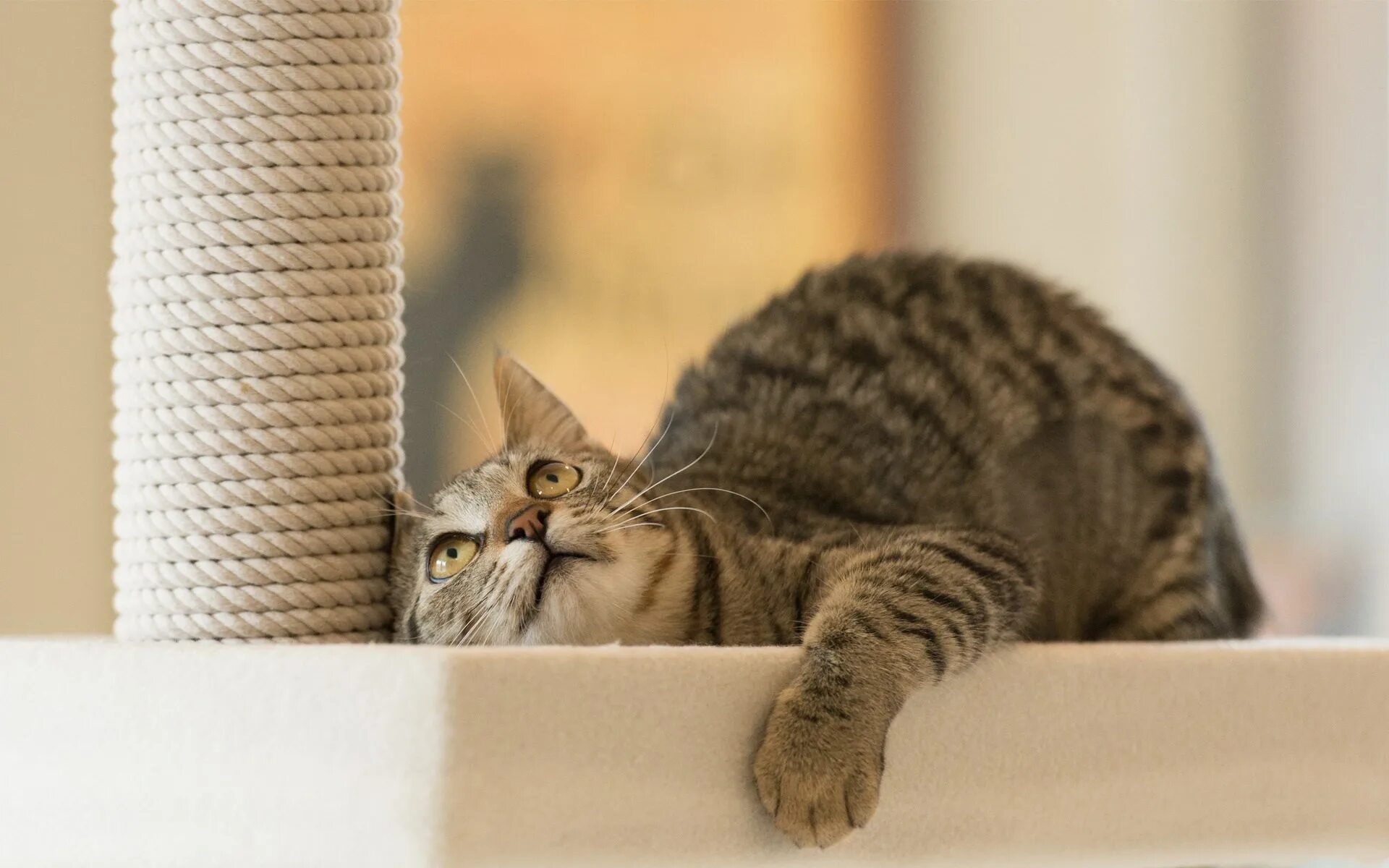 Кошка дерет диван. Кошка дерет мебель и обои. Кошка играет. Кот валяется на полу. Кошка дерет мебель и обои.