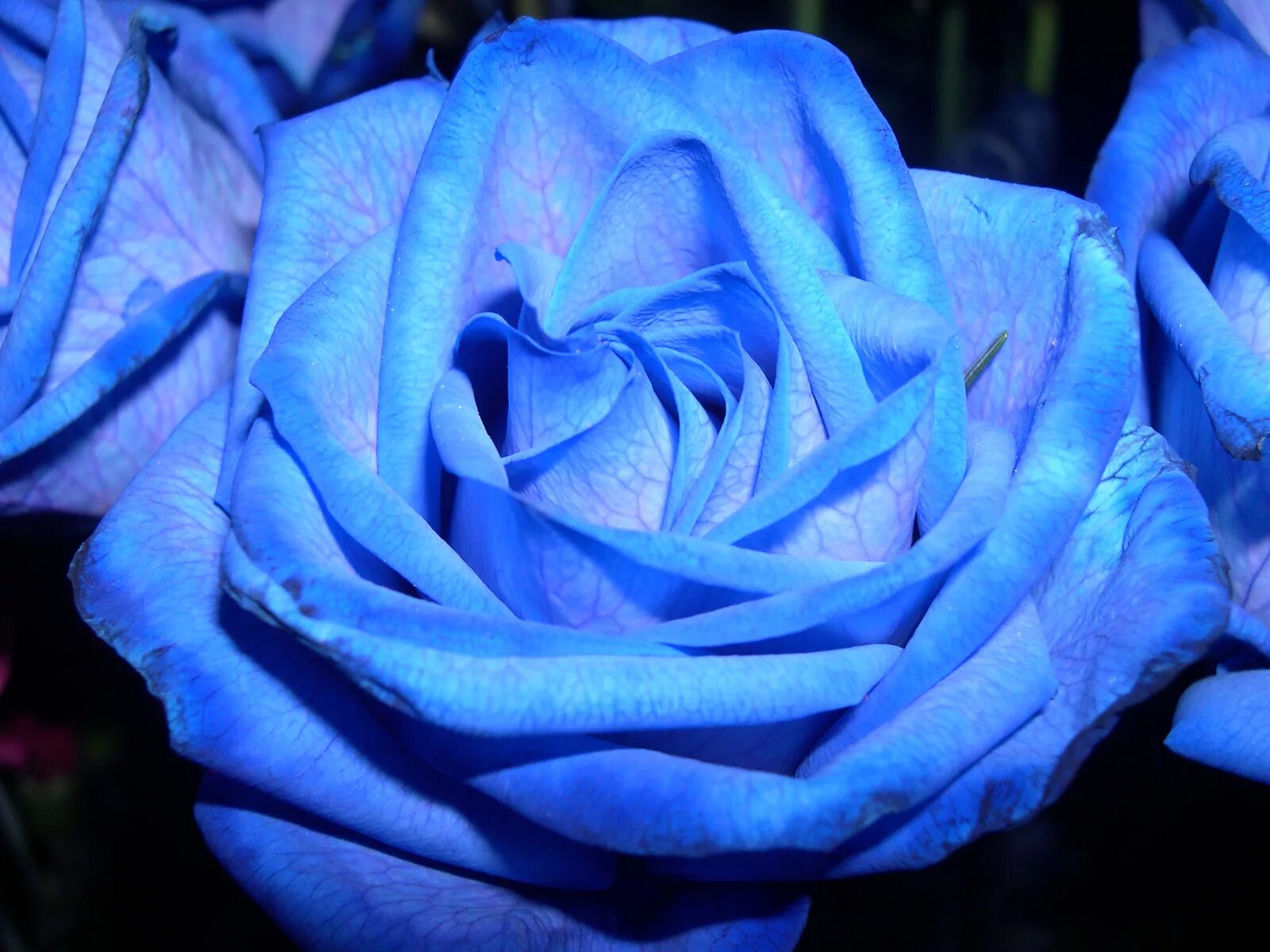 Песни blue rose. Синие розы семена. Синие цветы. Семена роз с синими лепестками. Синие розы обои.