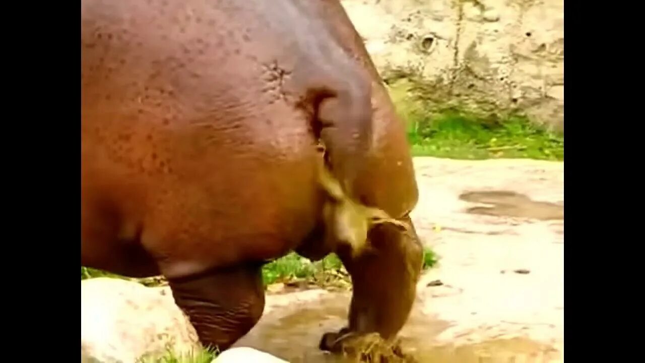 Пухлые какают