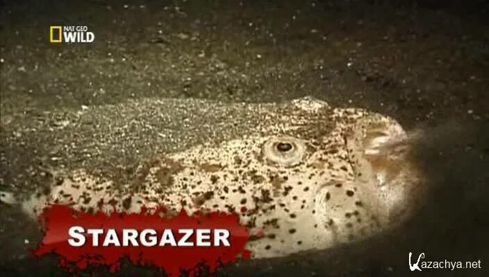 72 самых опасных животных. 72 самых опасных животных