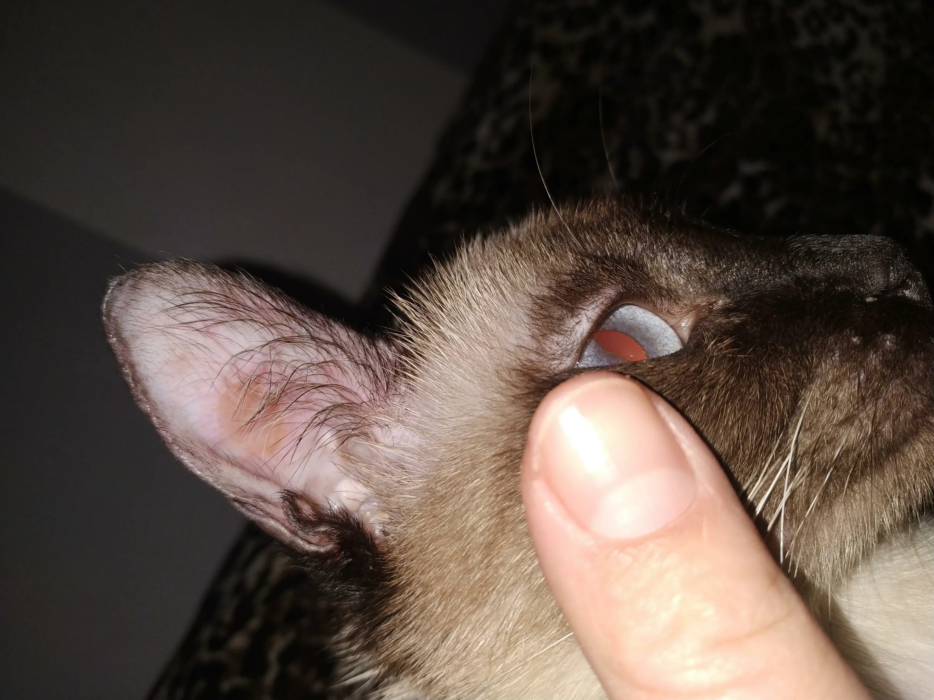 Какие уши у кошек