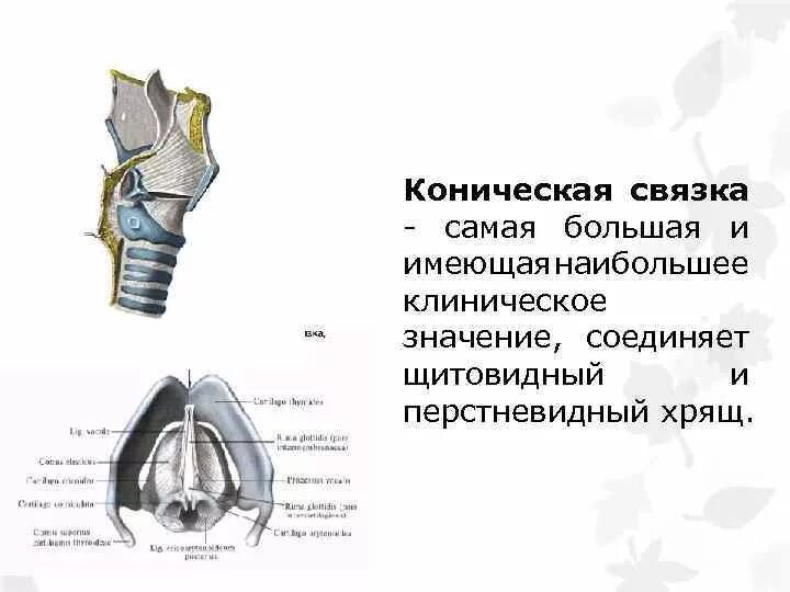 Гортань состоит из полуколец. Гортань состоит из полуколец