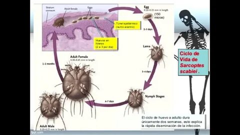 Цикл развития чесоточного клеща