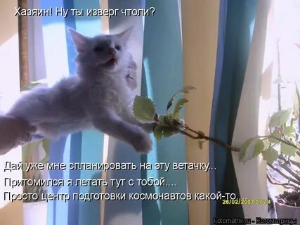 Дай цветочек