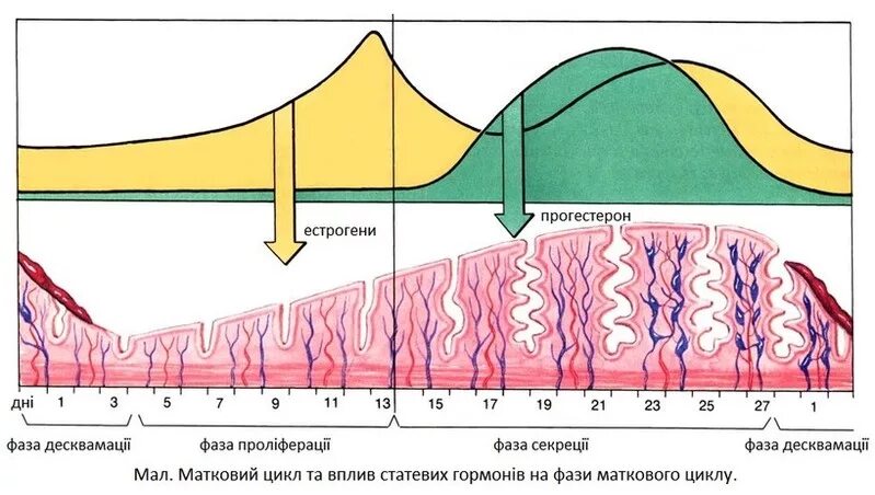 Матка фазы цикла. Регуляция менструального цикла, фазы маточного цикла. Маточный цикл фазы рисунок. Соотношение маточного и яичникового цикла. Маточный цикл 4 фазы.