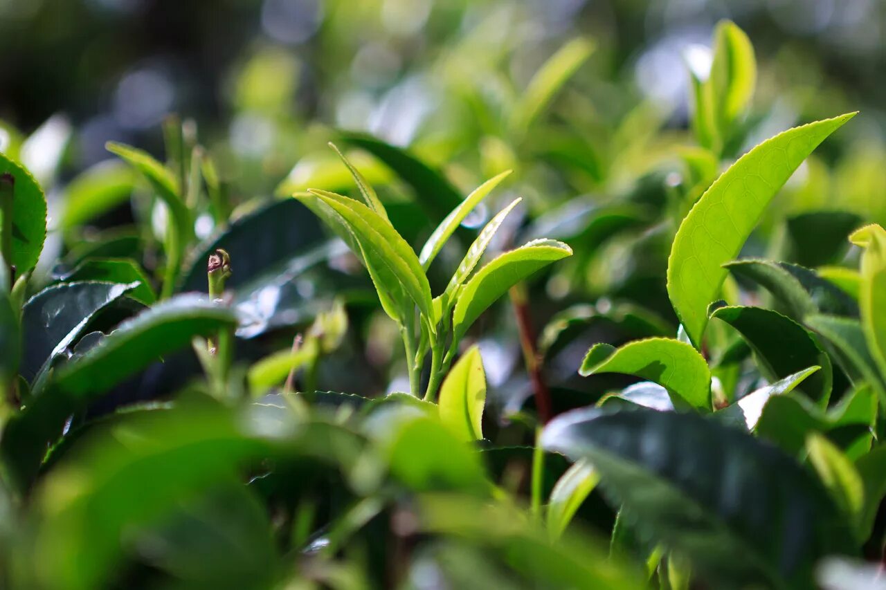 Камелия Синенсис. Камелия Синенсис куст. Листья чайного дерева Camellia sinensis. Камелия китайская Синенсис. Чайная листва