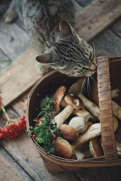 коты с чемоданами. пазл прикол. смешные пазлы. пазлы с котами. кошечка с чемоданом.