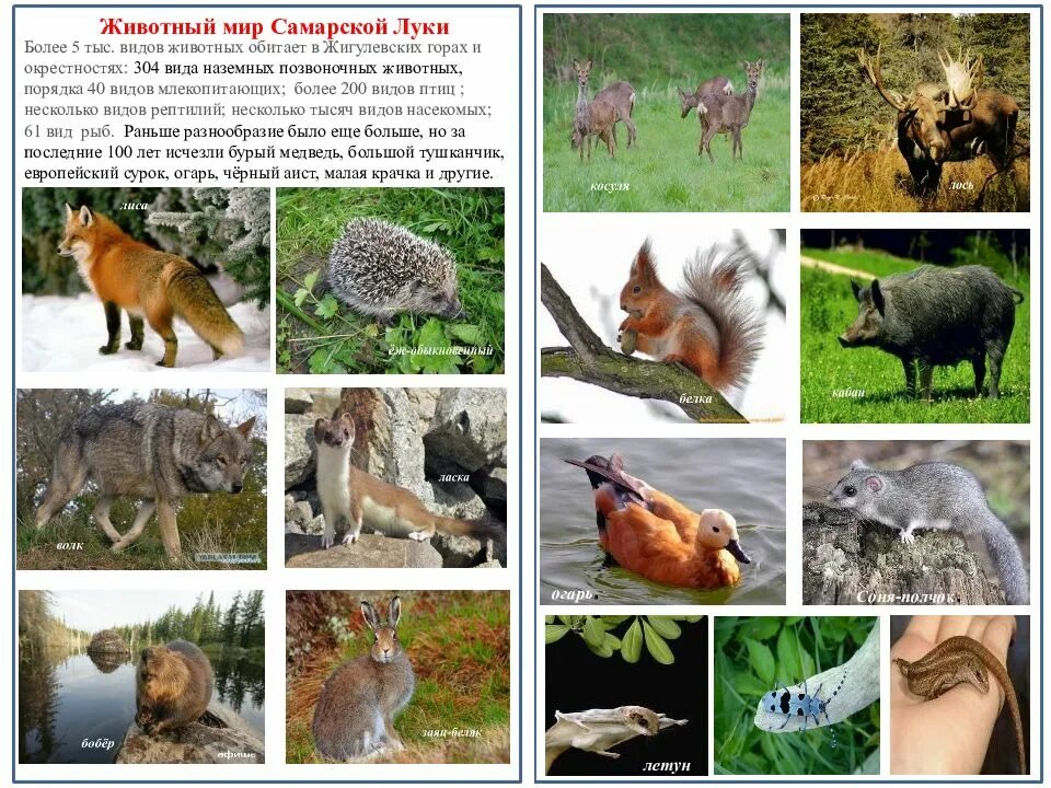 Какие дикие животные обитают в твоем регионе. Животные Жигулевского заповедника Самарской области. Заповедник диких животных.
