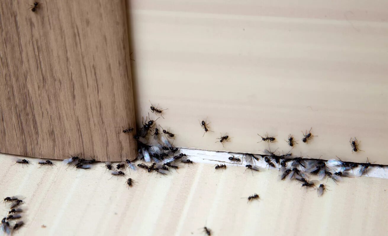 Муравьи в доме. Насекомые в квартире. Черные насекомые муравьи в квартире. Гнездо домашних муравьев.