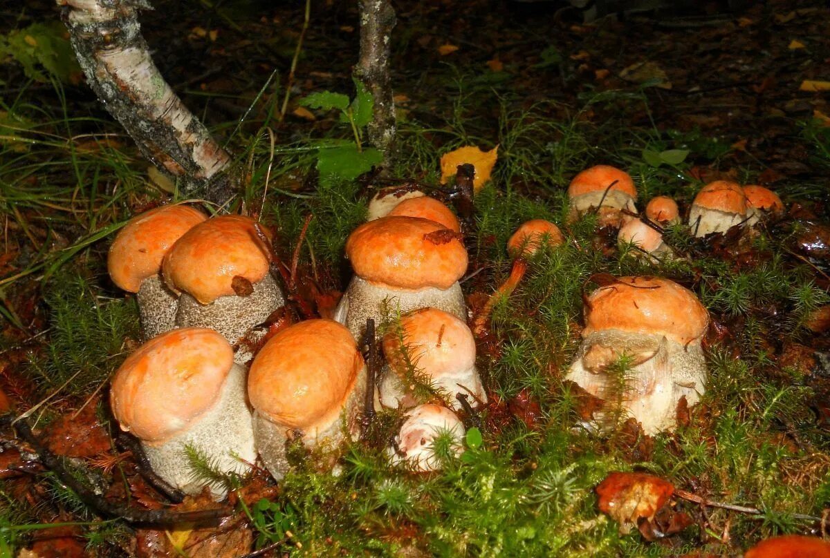 Много грибов подосиновиков