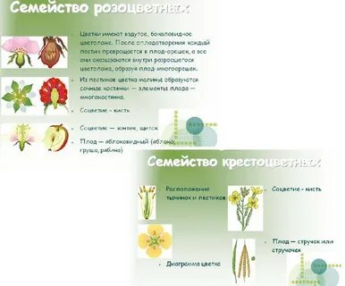 Злаки розоцветные
