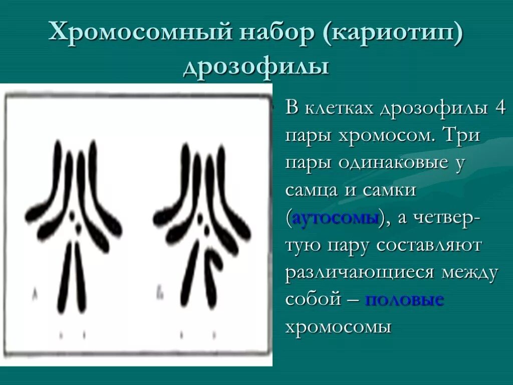 Кариотип дрозофилы. Кариотип хромосомный набор. Хромосомный набор клетки кариотип. Кариотип мушки дрозофилы. Отличие хромосомного набора самца от набора самки