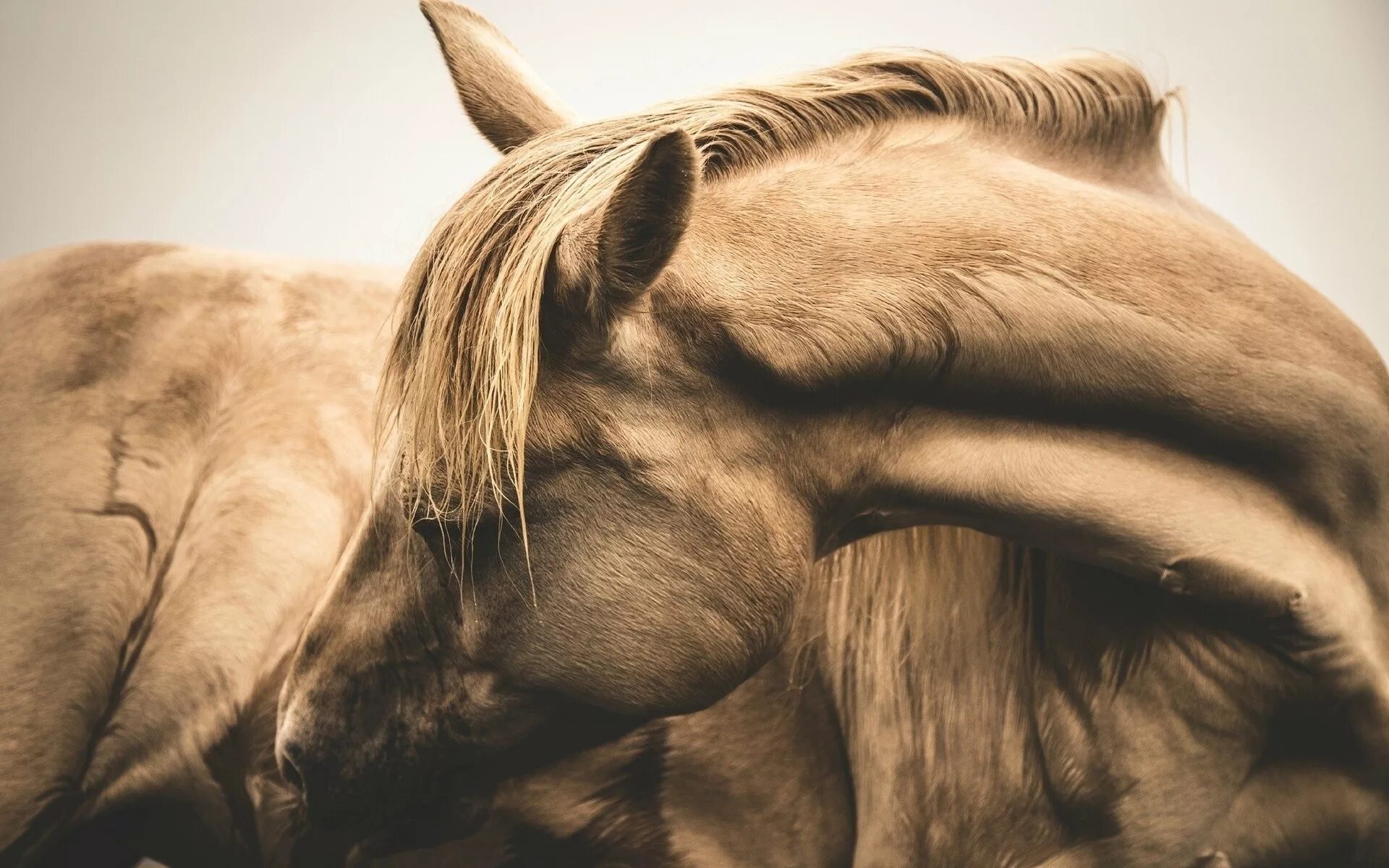 Эстетик лошадь. Лошади эстетика. лошадь сепия. голова лошади. морда лошади эстетика.