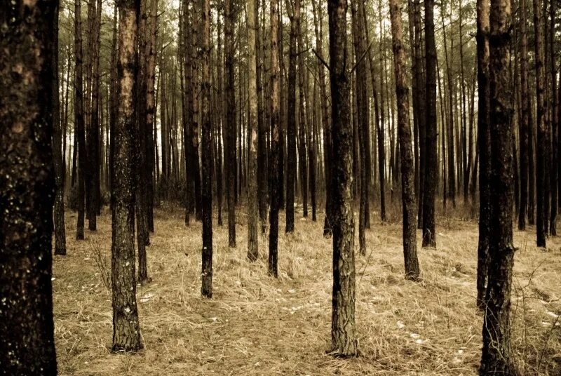 Фото депрессия лес.