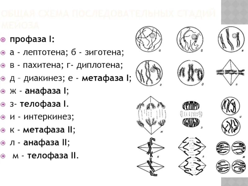 Лептотена. Профаза мейоза 1 лептотена диплотена. Мейоз зиготена пахитена диплотена. Мейоз лептотена зиготена пахитена диплотена диакинез таблица. Лептотена зиготена пахитена диплотена диакинез.