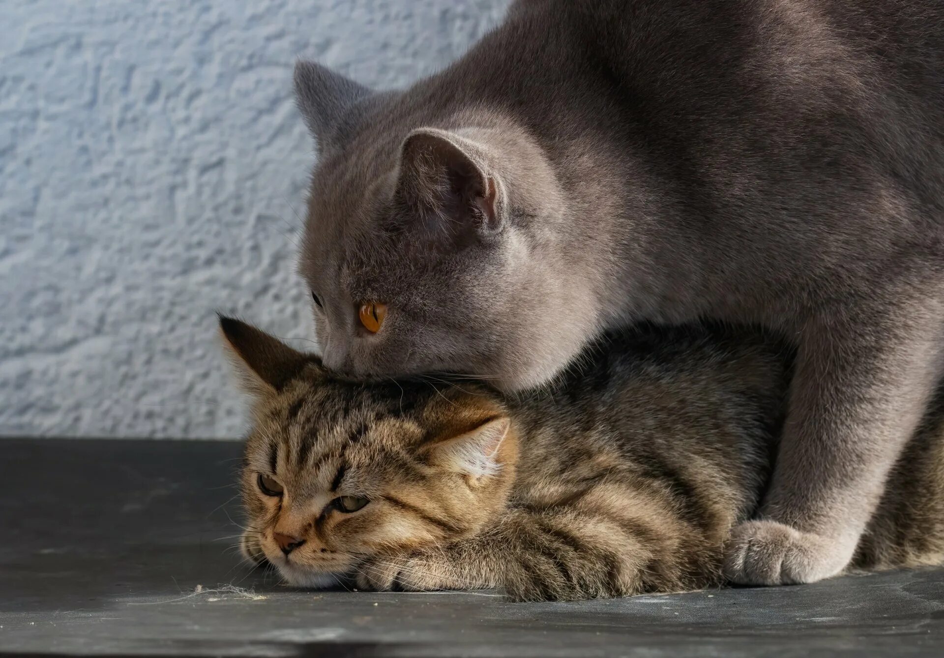 Кошка с котятами. Котики лижутся. Кошка вылизывается. Мама кошка и котенок. Умывала мама кошка