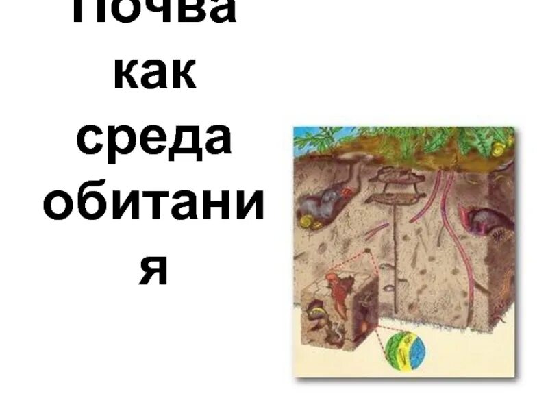 Конспект урока почвенная среда. Почва как среда обитания. Среды обитания почвенная среда. Почвенная среда обитания рисунок. Почва среда обитания растений и животных.