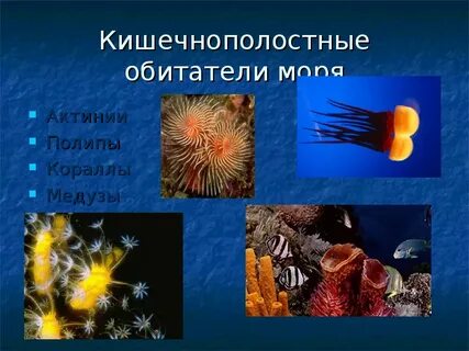 Презентация жизнь в океане 7 класс