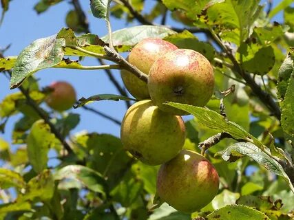 Яблоня культурная