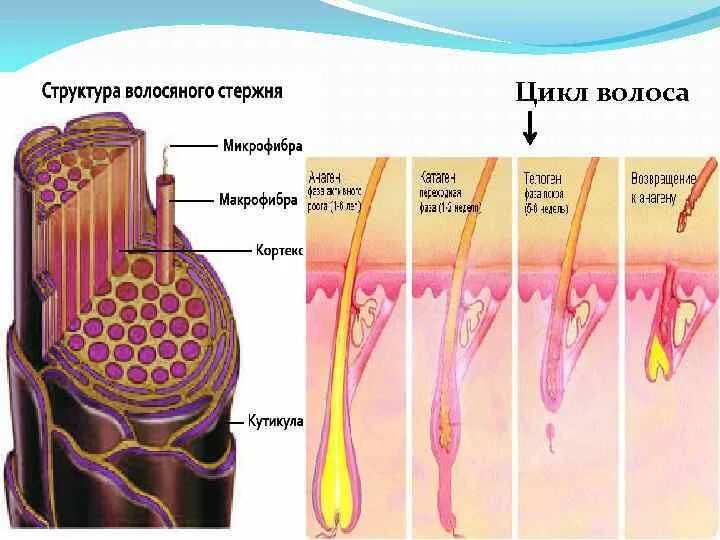 Строение кожи волосяной фолликул. Строение волоса и волосяного фолликула. Строение стержня волоса. Структура волоса корень.