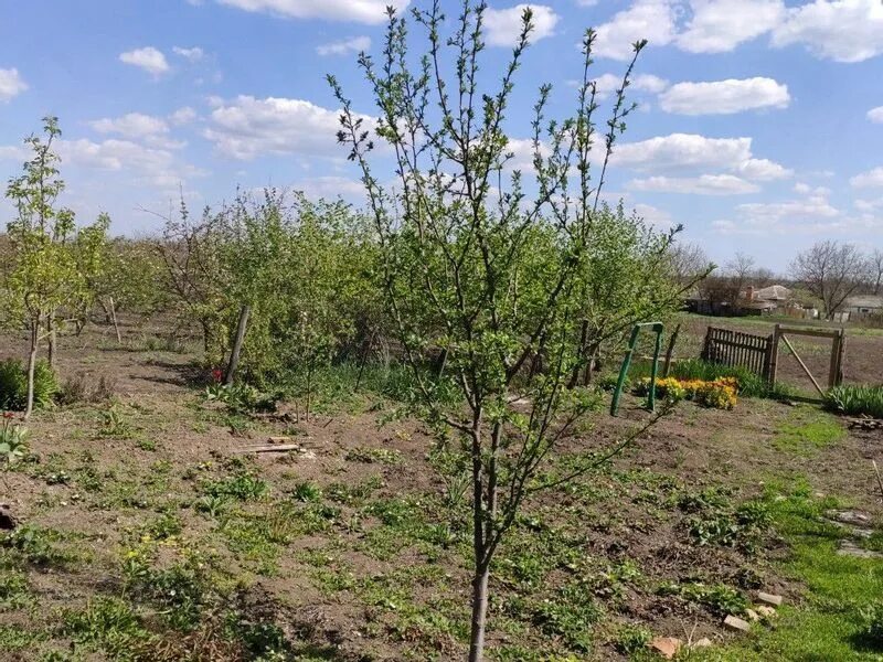 Станица новодеревянковская каневский. Станицы Новодеревянковской Каневского района. Станица Новодеревянковская Скороход. Соцсети ст.Новодеревянковская Каневской район.