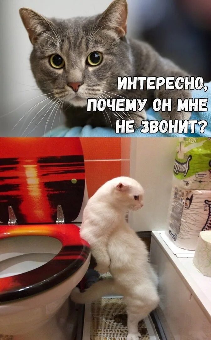 Кличко гагарин полетел в космос в день космонавтики. Почему забавные. Почему забавные. Интересные веселые вопросы. Зачем картинки смешные.