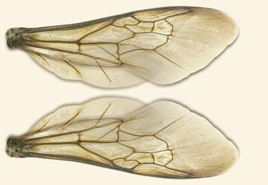 Крылья насекомых. Пчелиные Крылья. Крылья шмеля. Форма крыльев пчелы.