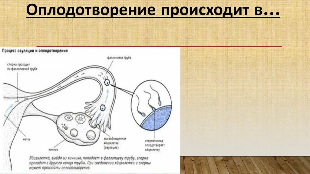 Процесс оплодотворения происходит в. Где происходит процесс оплодотворения. Схема процесса оплодотворения человека. Процесс оплодотворения яйцеклетки.