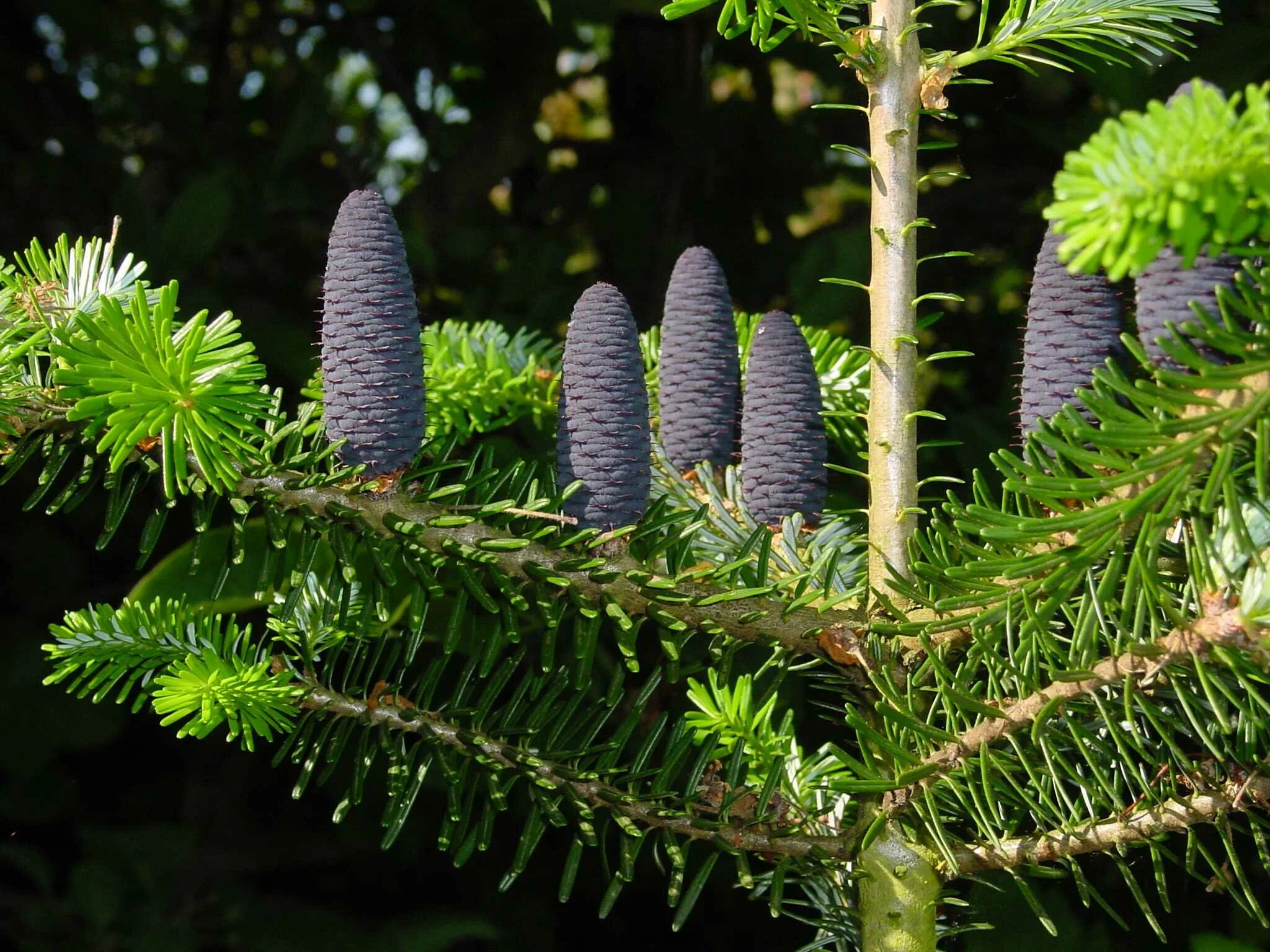 Хвойные породы россии. Пихта Абиес Кореана. Пихта Abies Koreana. Пихта корейская (Abies Koreana br 15-20 2+2). Ель корейская Abies Koreana.